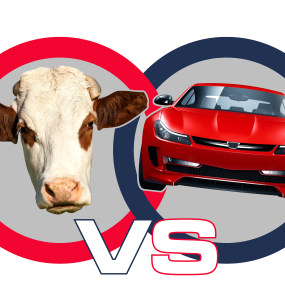 Cows vs Cars